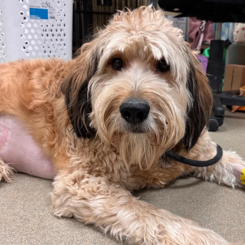 An adult large-sized male Apricot / Beige Poodle dog named Rocky for adoption in Lynchburg, VA