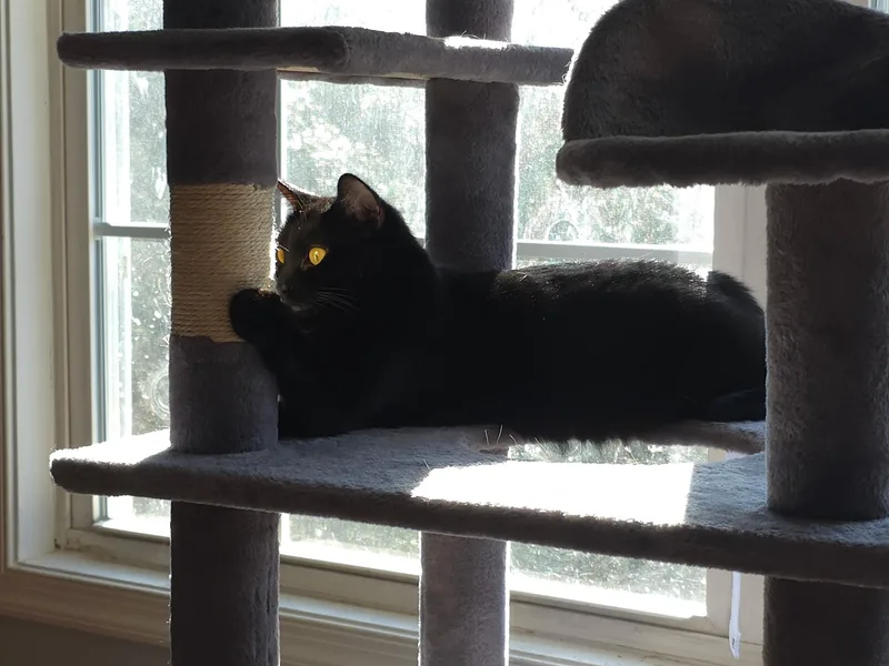 Simone Biles thumbnail 3