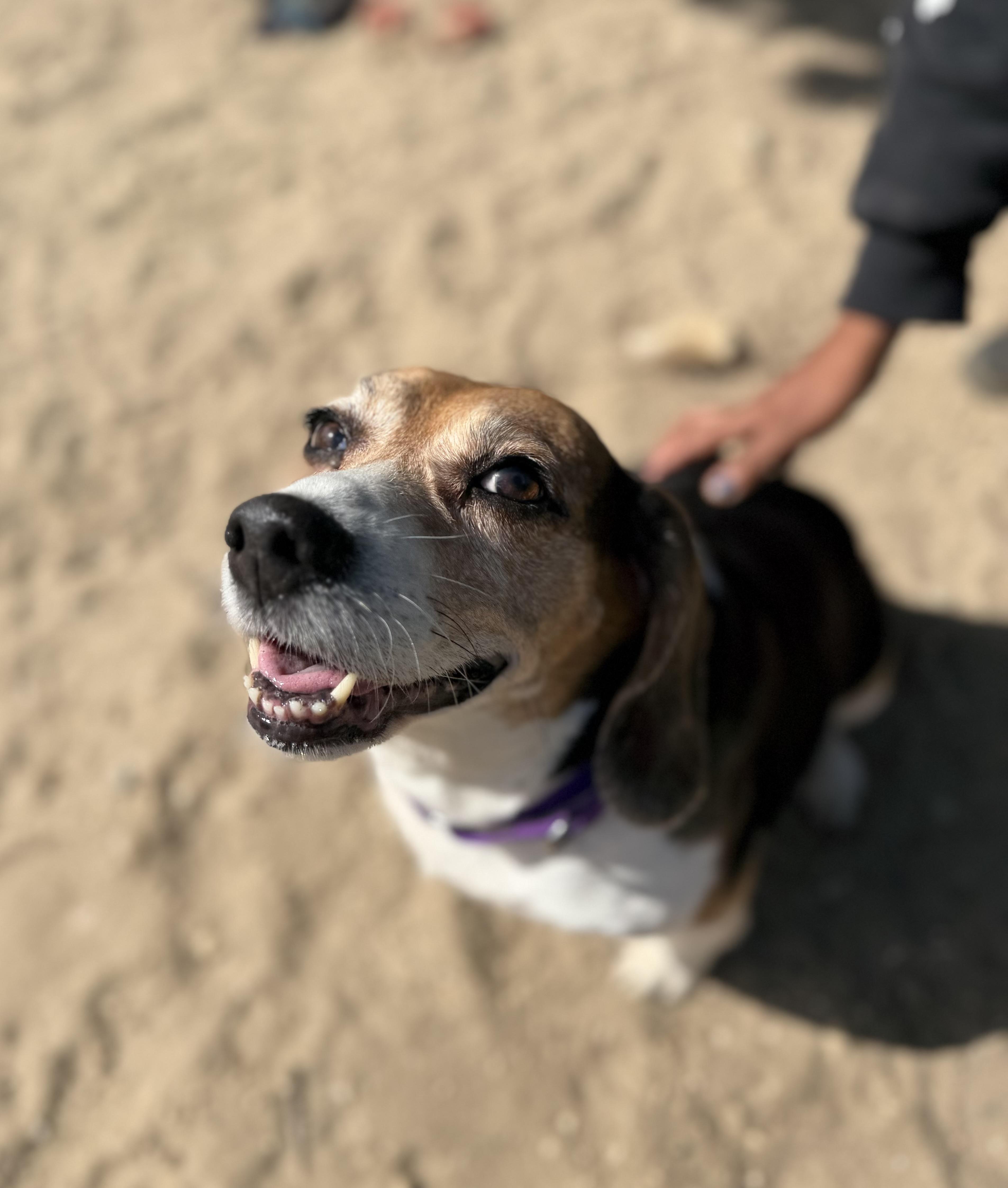 A senior medium-sized female Tricolor (Brown, Black, & White) Beagle dog named Luna for adoption in New Rochelle, NY