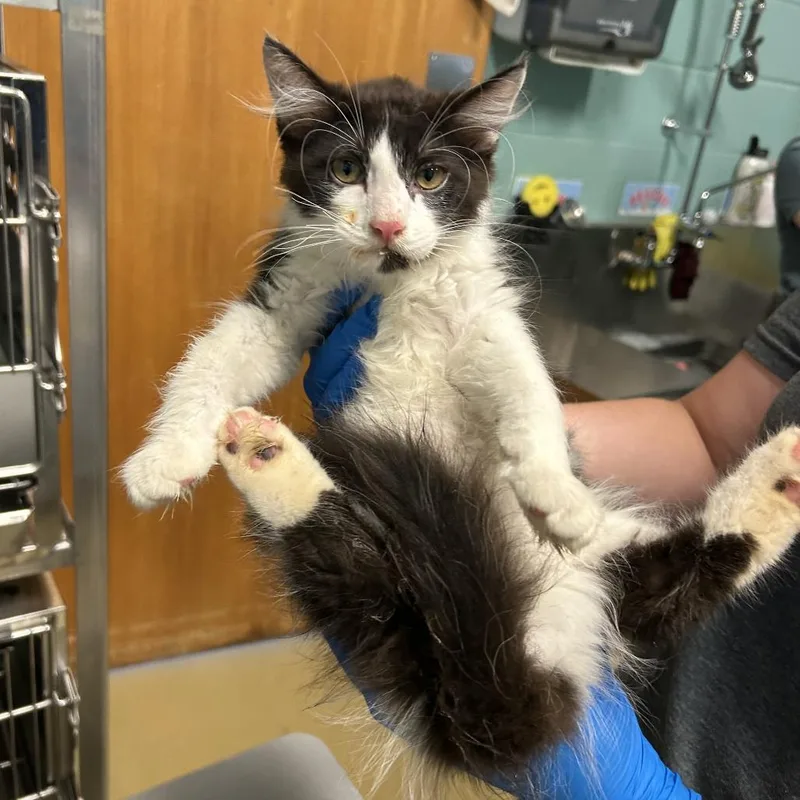 A baby small-sized male Black Domestic Long Hair cat named Fuzzy Lumpkins for adoption in Walden, NY