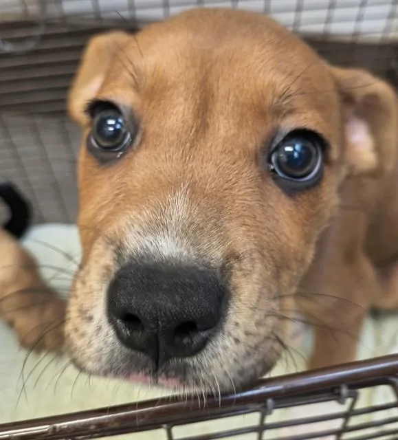 A baby small-sized female Black Mouth Cur dog named A for adoption in Tucson, AZ
