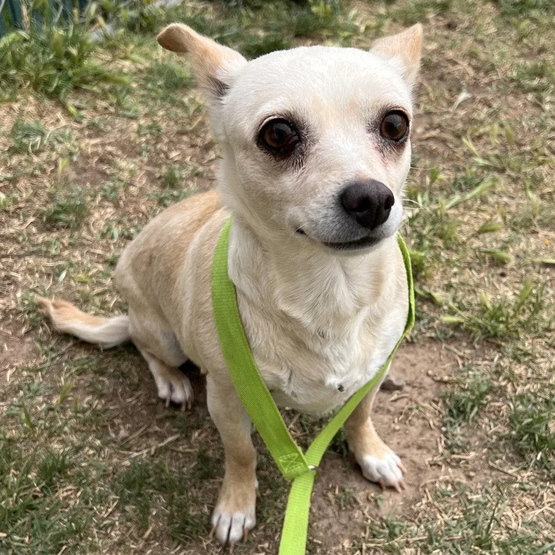 An adult small-sized female Chihuahua dog named Bambi for adoption in Bothell, WA