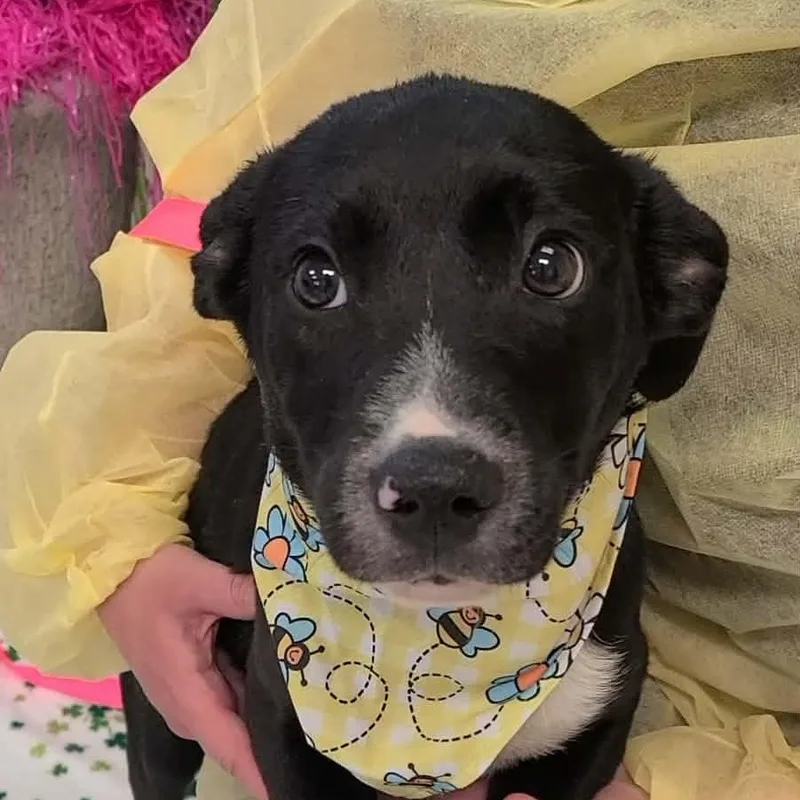 Franklin thumbnail 2