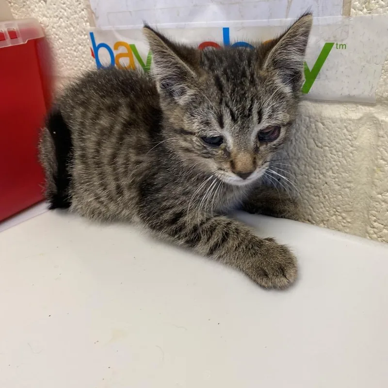 A baby small-sized female Torbie Domestic Short Hair cat named Honey for adoption in Memphis, TN