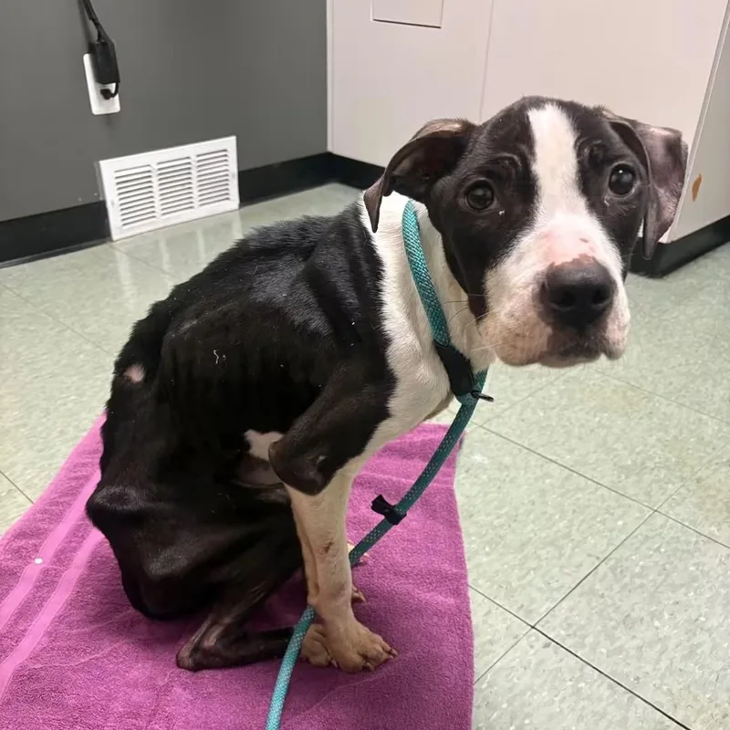 An adult large-sized female Black Pit Bull Terrier dog named Cinderella for adoption in Detroit, MI