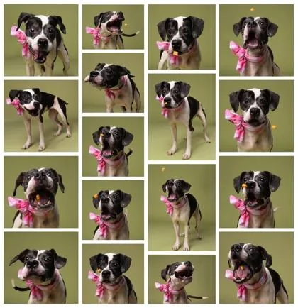 A senior medium-sized female Mixed Breed dog named Sidney for adoption in Atlanta, GA
