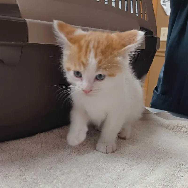 A baby small-sized male Orange / Red Domestic Short Hair cat named Clementine for adoption in Milan, IL