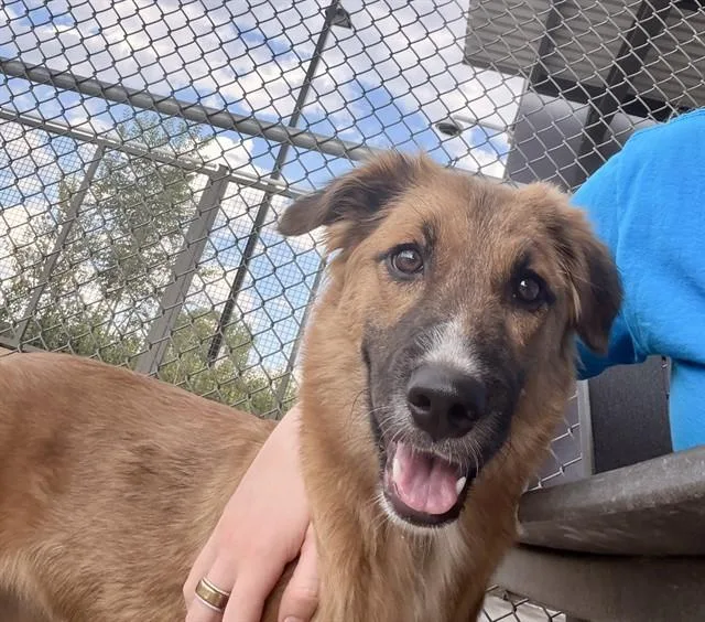 A young medium-sized female German Shepherd Dog dog named Feather Fall for adoption in Denver, CO
