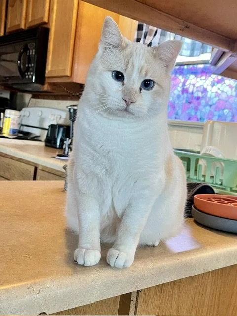 An adult medium-sized female Buff / Tan / Fawn Domestic Short Hair cat named Sylvie for adoption in Webster, WI