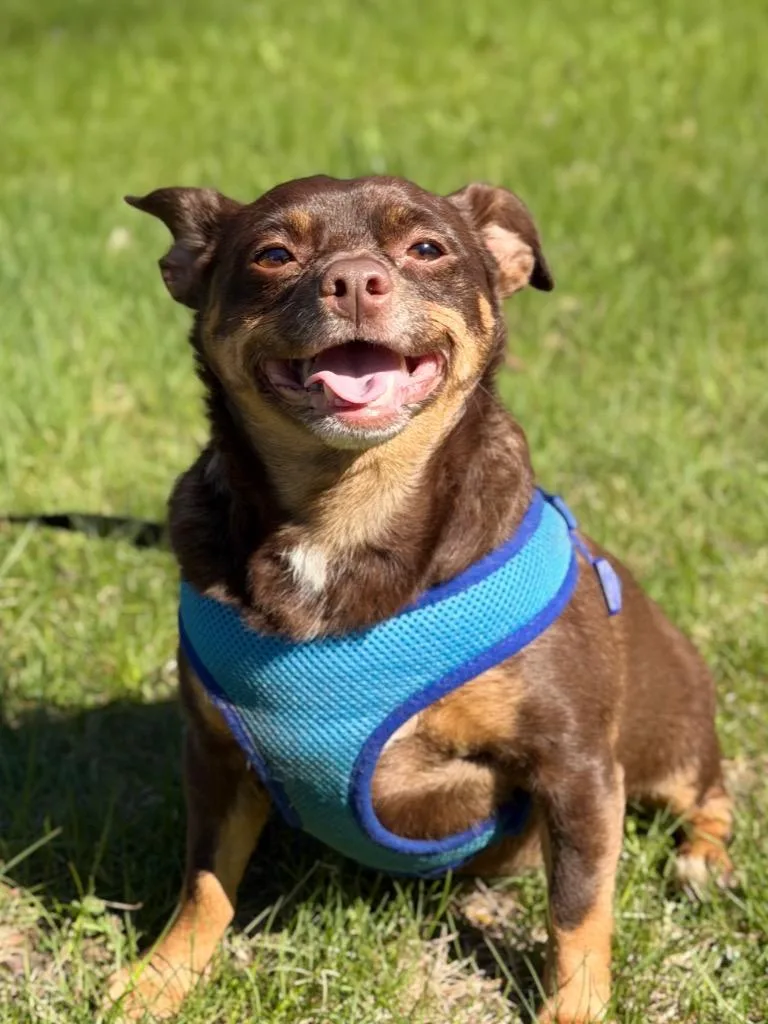An adult small-sized male Mixed Breed dog named Augustus for adoption in Menomonie, WI