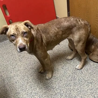An adult medium-sized female Shepherd dog named Willa for adoption in Merriam, KS