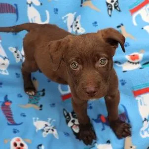 A baby medium-sized male Brown / Chocolate Labrador Retriever dog named Ct Boss Baby for adoption in Eastford, CT