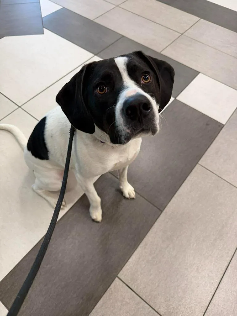 A young large-sized female Mixed Breed dog named Tsuki for adoption in Raleigh, NC