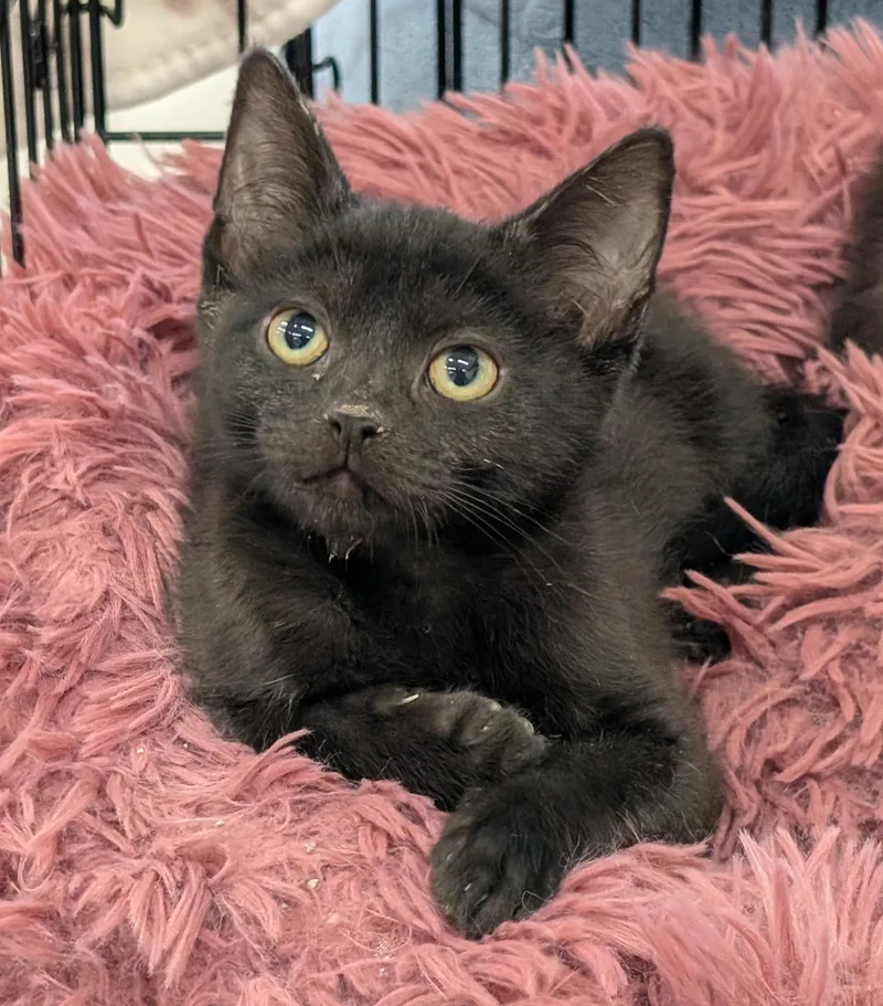 Cleo  Md thumbnail 2