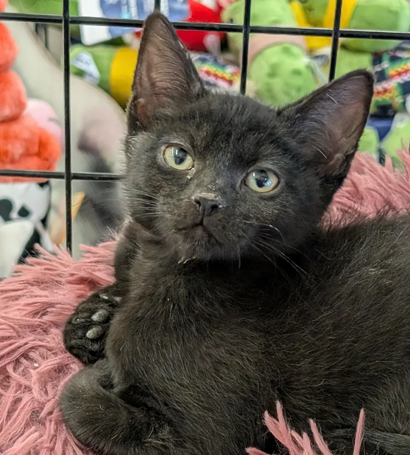 Cleo  Md thumbnail 3