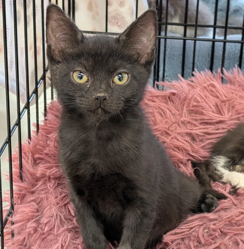 Cleo  Md thumbnail 4