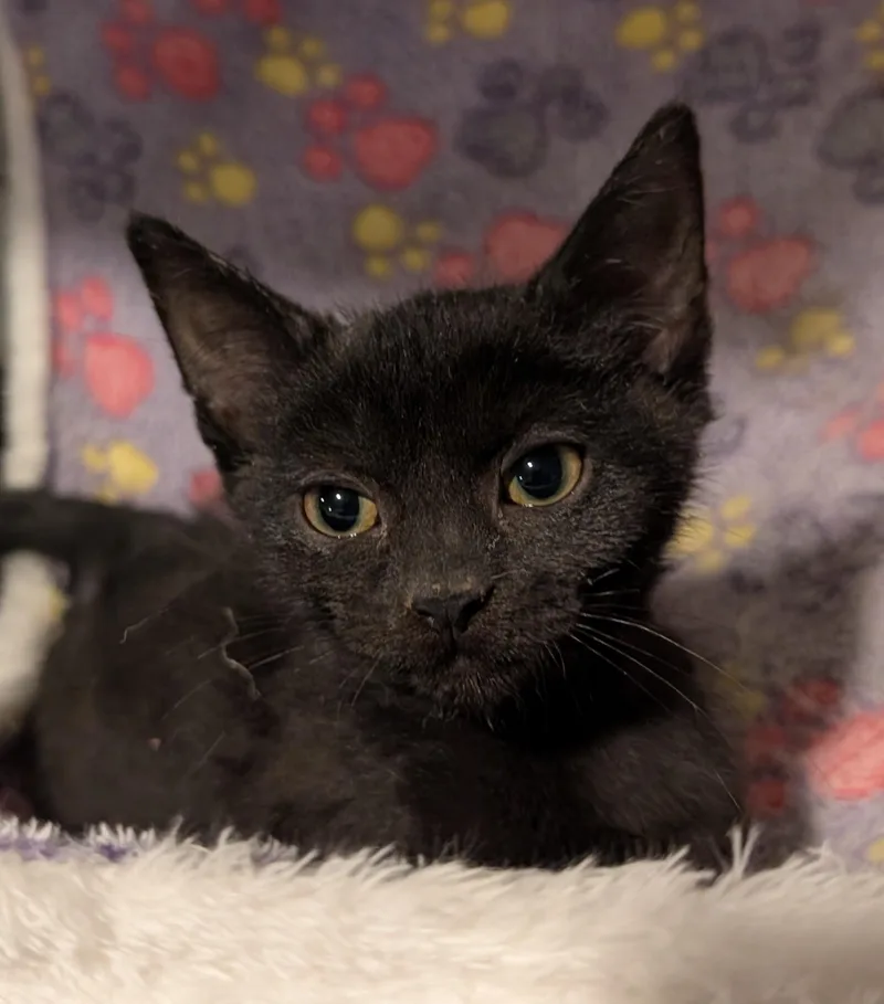 Cleo  Md thumbnail 5