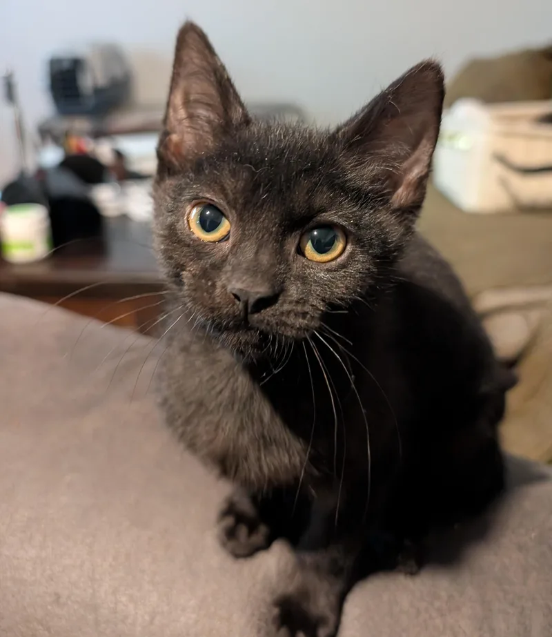 Cleo  Md thumbnail 6