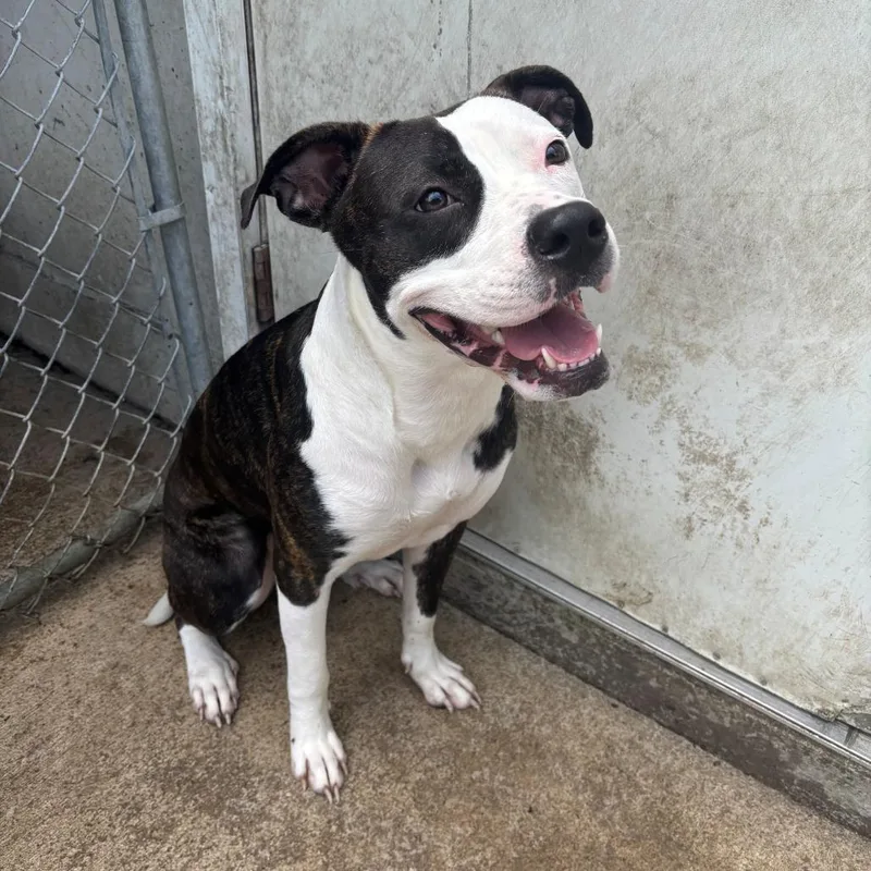 An adult large-sized female White / Cream Pit Bull Terrier dog named Luna for adoption in Falmouth, KY