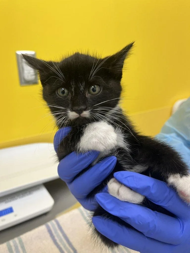 A baby small-sized male Black & White / Tuxedo Domestic Short Hair cat named Heirloom for adoption in Raleigh, NC