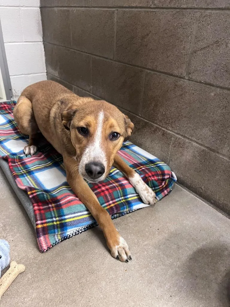 A young medium-sized male Hound dog named Rollo for adoption in Clarksville, TN