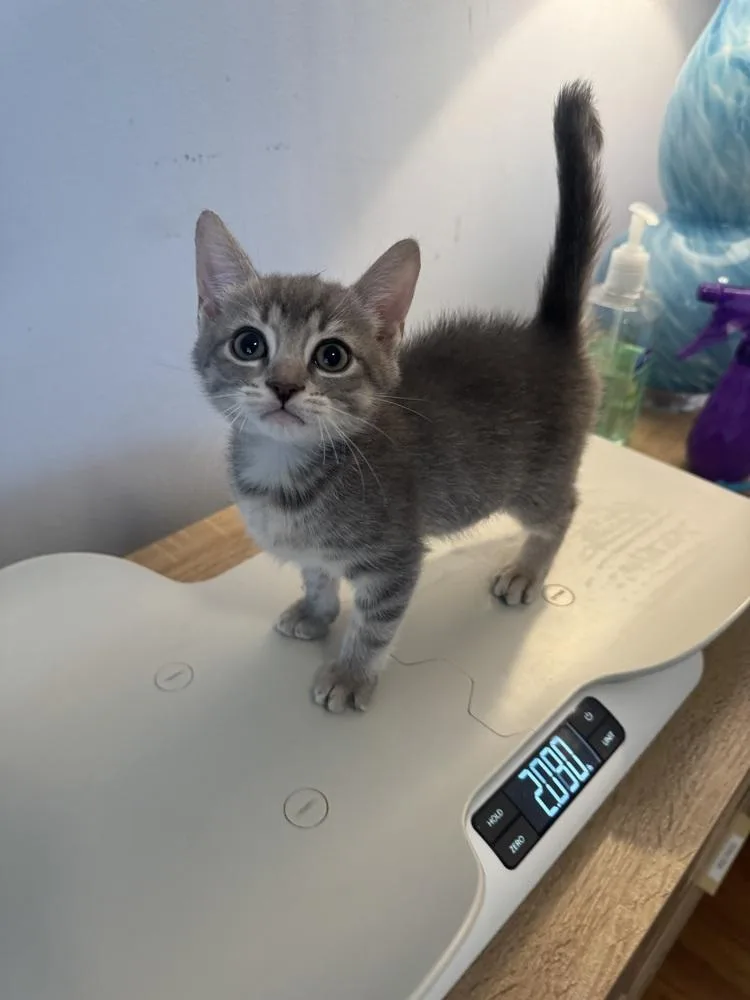 A baby medium-sized female Gray / Blue / Silver Domestic Short Hair cat named Marina for adoption in Emerald Isle, NC
