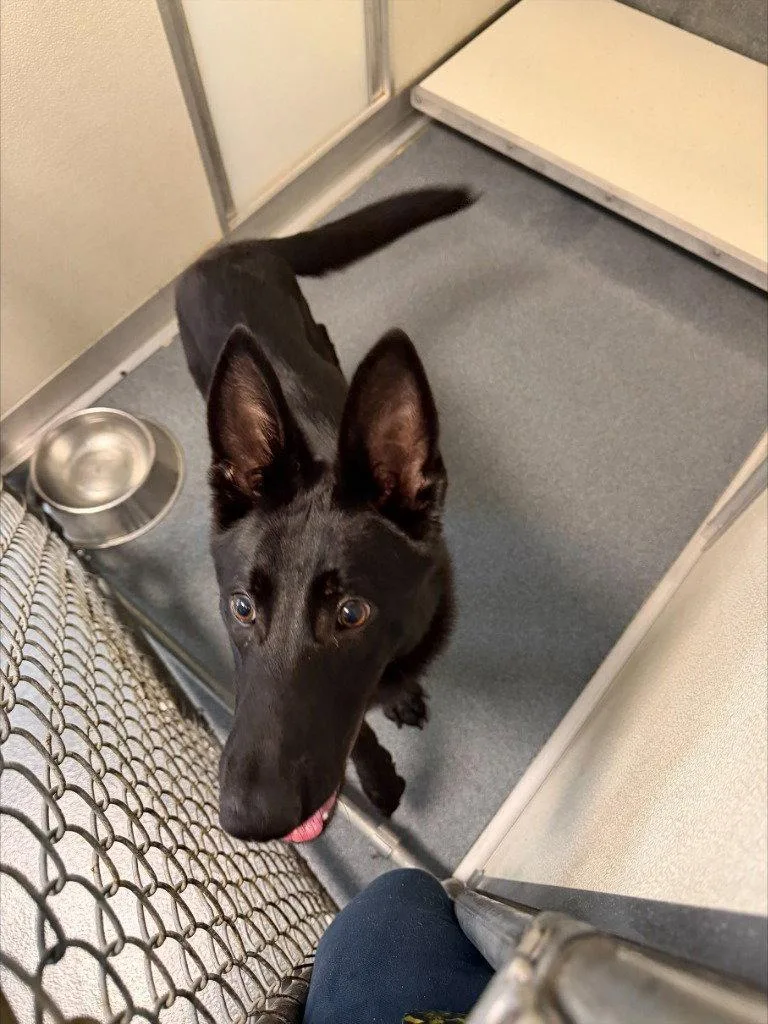 A young large-sized male Shepherd dog named PR  Scottie for adoption in Glen Allen, VA