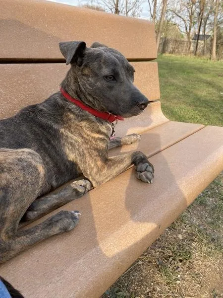 An adult medium-sized female Blue Lacy dog named Pixie for adoption in Austin, TX