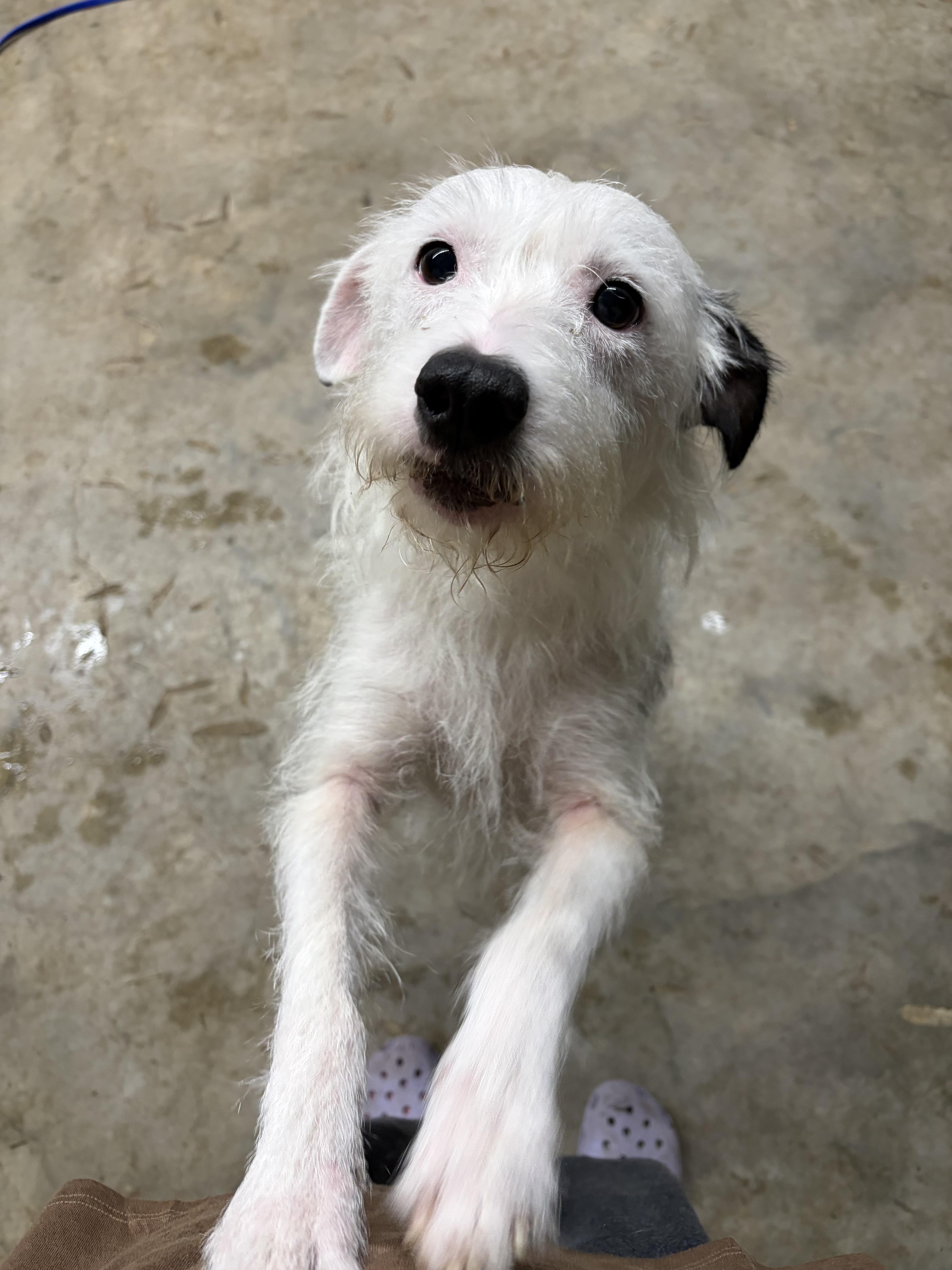 A young medium-sized female Terrier dog named Prue for adoption in Covington, LA