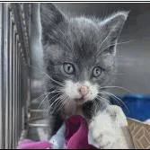 A baby small-sized male Gray / Blue / Silver Domestic Short Hair cat named Minty for adoption in Pleasant Hill, CA