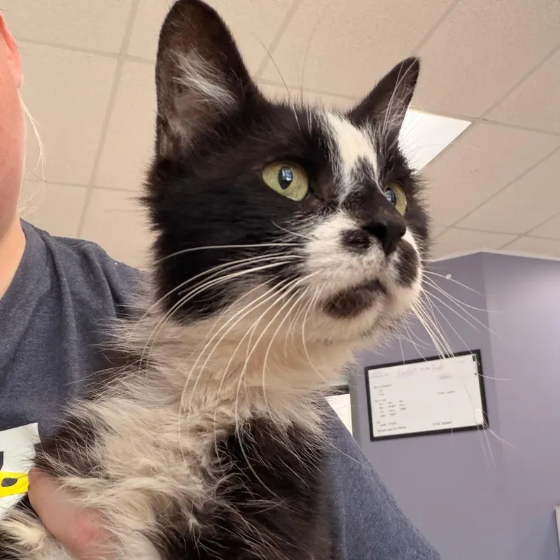 An adult medium-sized female Domestic Medium Hair cat named Dora for adoption in Indianapolis, IN