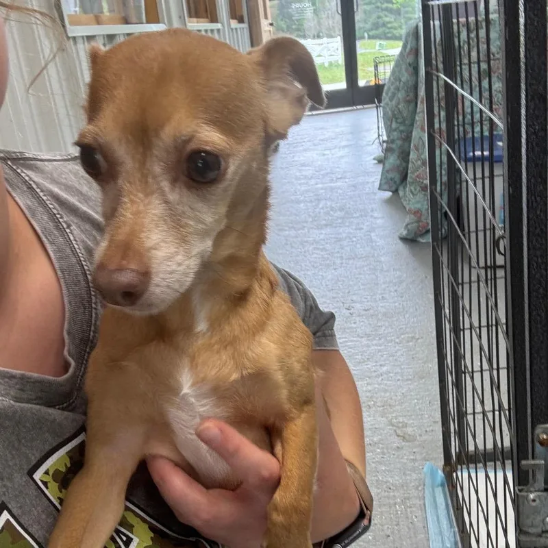 An adult small-sized male Chihuahua dog named Rocky for adoption in Blairsville, GA