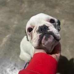 An adult small-sized female Black French Bulldog dog named Jojo for adoption in Tulsa, OK