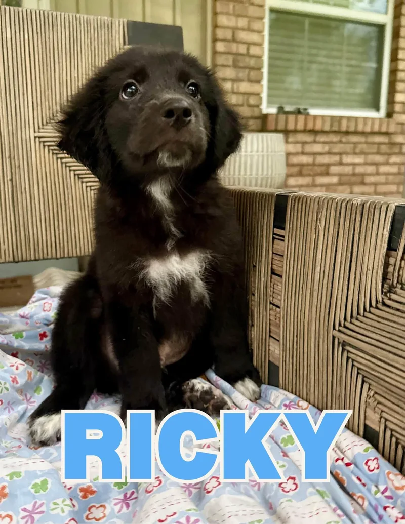 A baby large-sized male Great Pyrenees dog named Ricky for adoption in Shalimar, FL