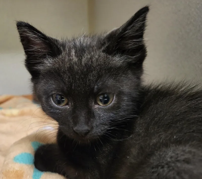 A baby medium-sized female Black Domestic Short Hair cat named Cersei for adoption in Grayslake, IL