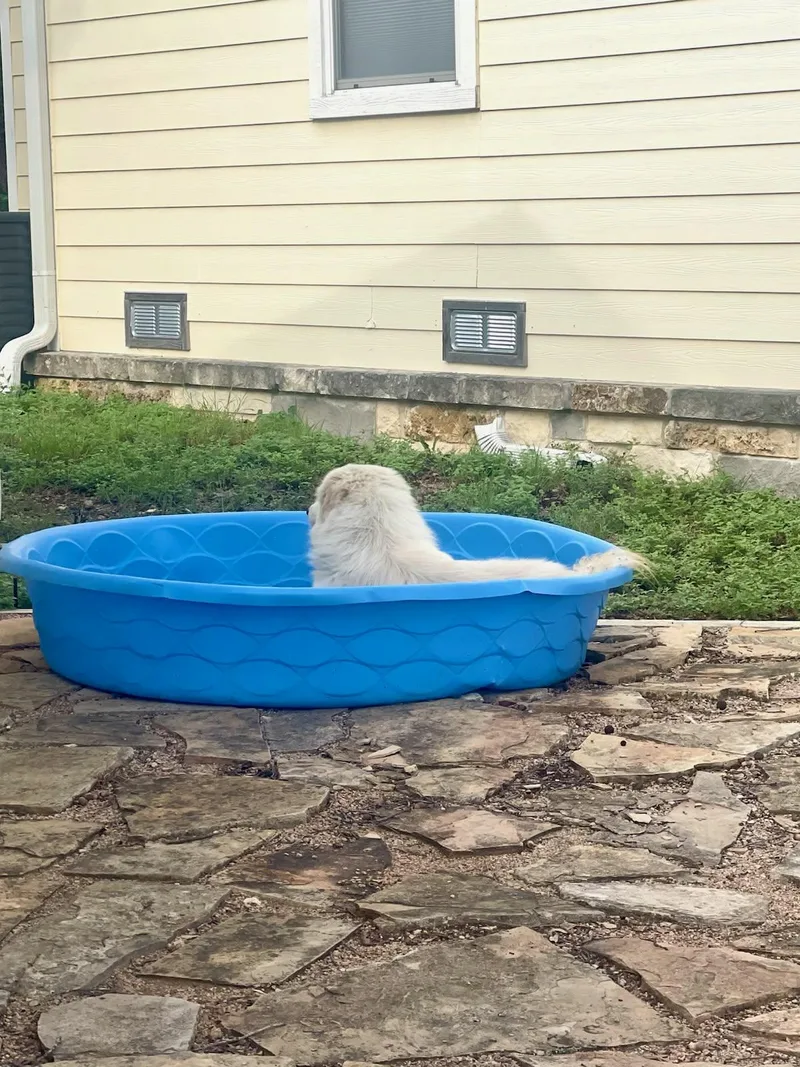 Romeo Atx