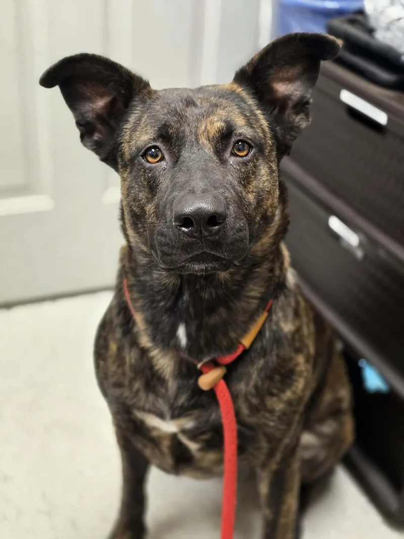 An adult large-sized female Shepherd dog named Ruby Roo for adoption in Grants Pass, OR