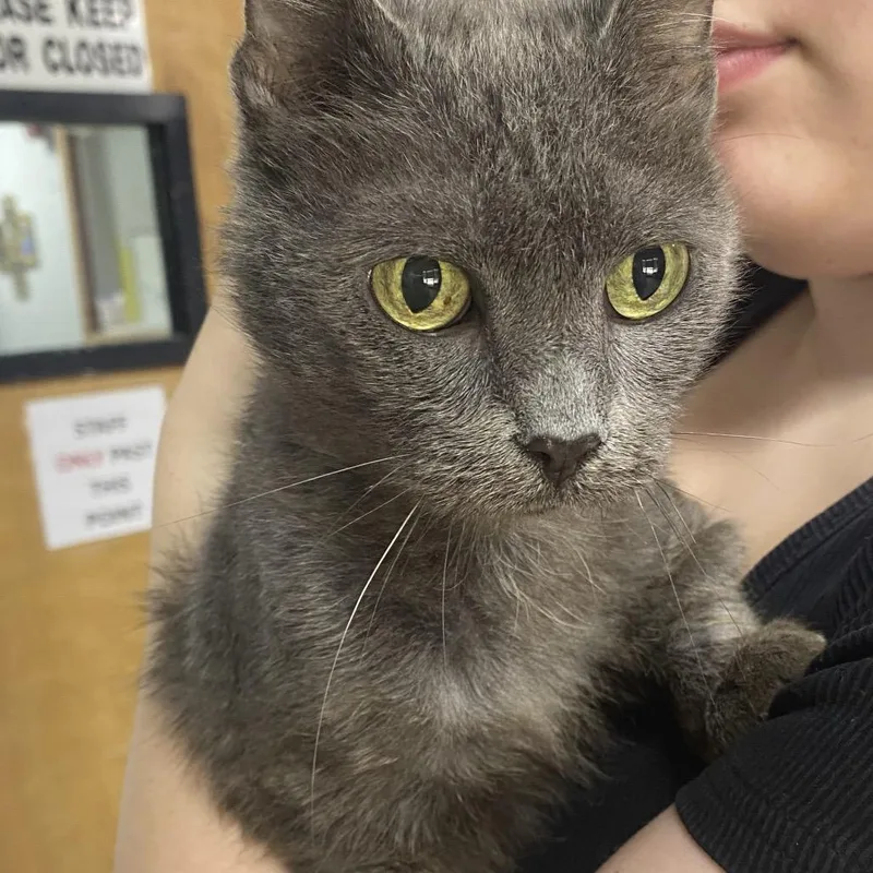 A baby medium-sized female Gray / Blue / Silver Domestic Short Hair cat named Aura for adoption in Franklin, NC