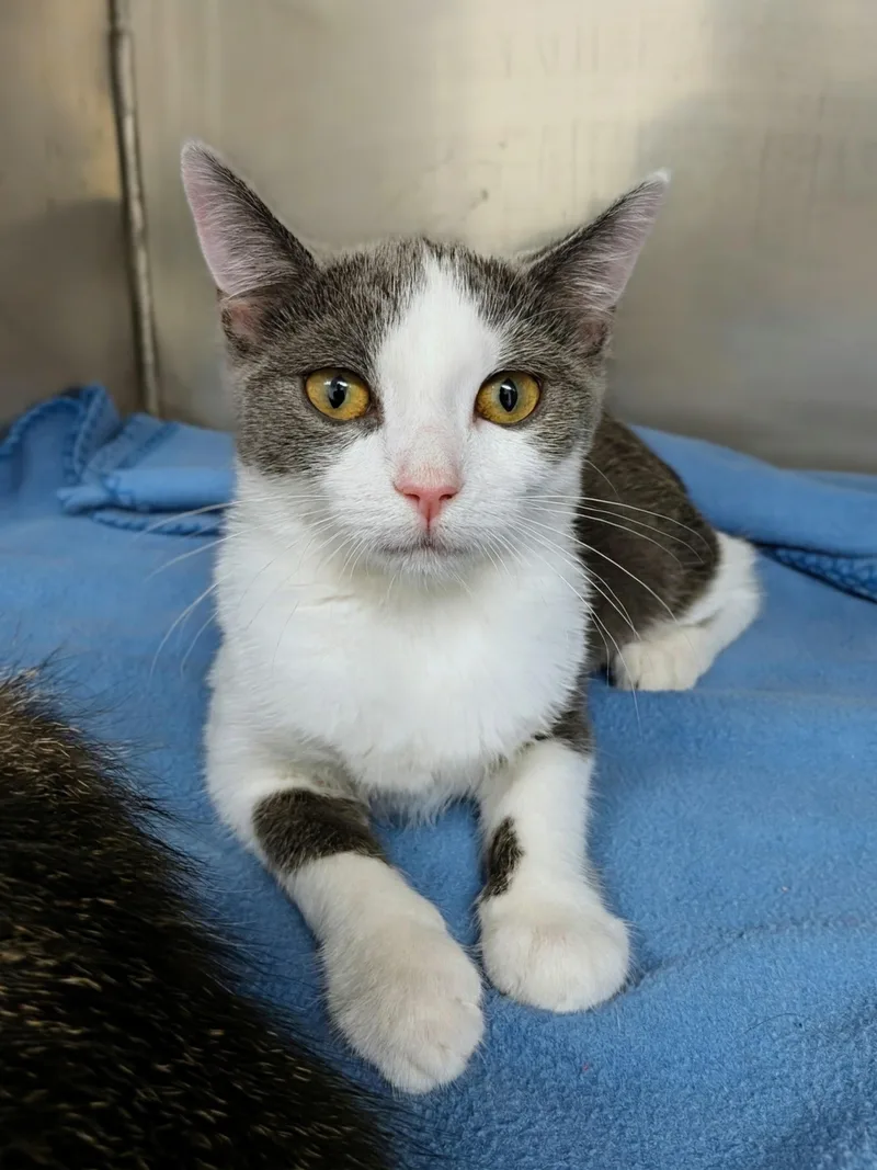 A baby medium-sized female Gray & White Domestic Short Hair cat named Jasmine for adoption in Mount Carmel, IL