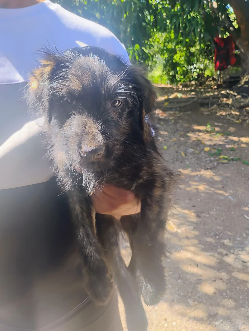 A baby medium-sized male Black Golden Retriever dog named Coffee for adoption in New York, NY