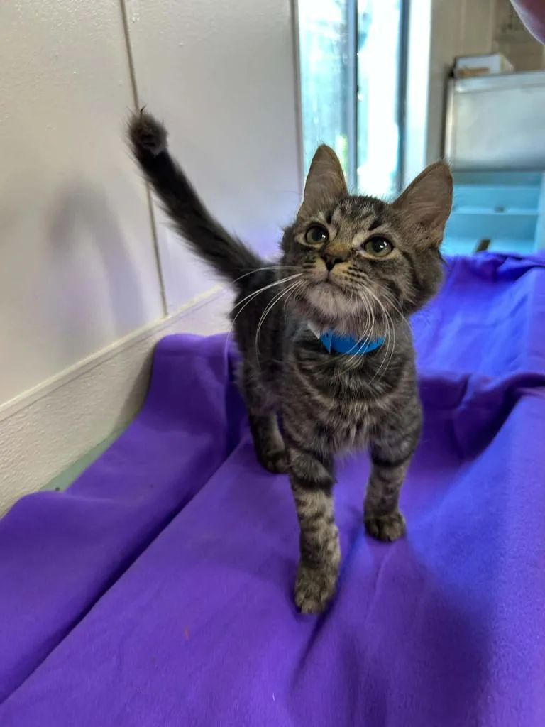 A baby small-sized male Domestic Short Hair cat named Fritz for adoption in Lavonia, GA