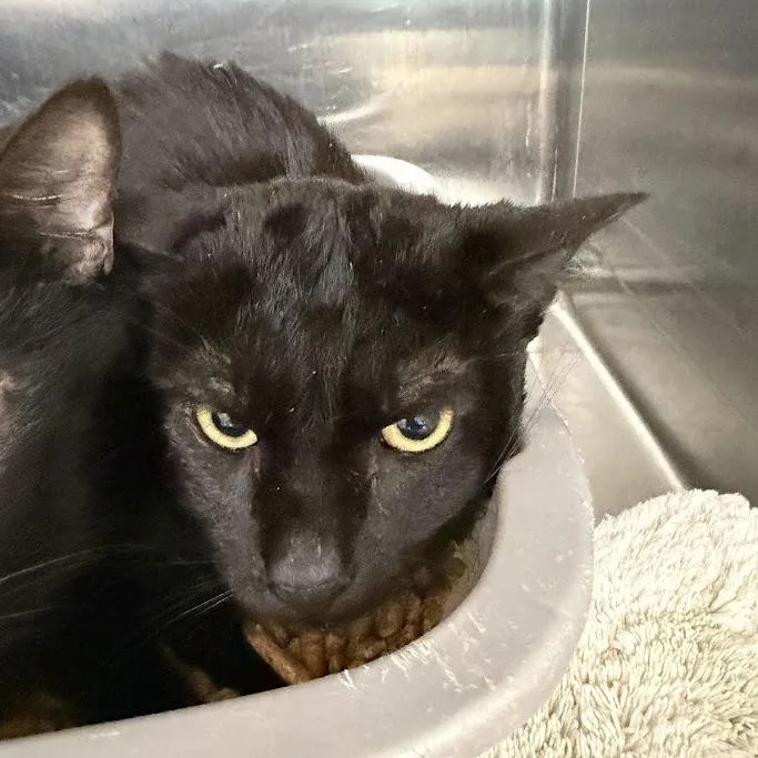 An adult medium-sized male Black Domestic Short Hair cat named Moo for adoption in Port Charlotte, FL