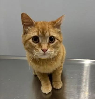 A baby medium-sized male Orange / Red Domestic Short Hair cat named Chick for adoption in Pella, IA