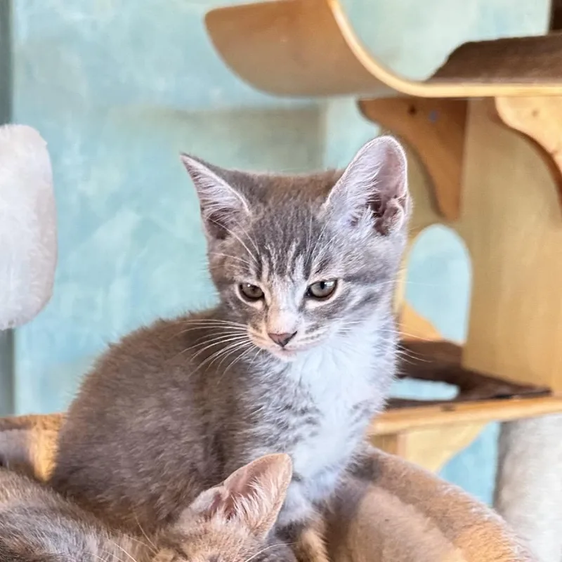 A baby small-sized female Gray / Blue / Silver Domestic Short Hair cat named Matcha for adoption in Long Beach, CA
