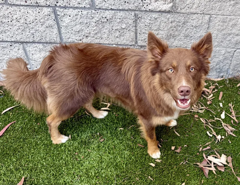 A young medium-sized female Brown / Chocolate Border Collie dog named Zooey for adoption in Los Alamitos, CA