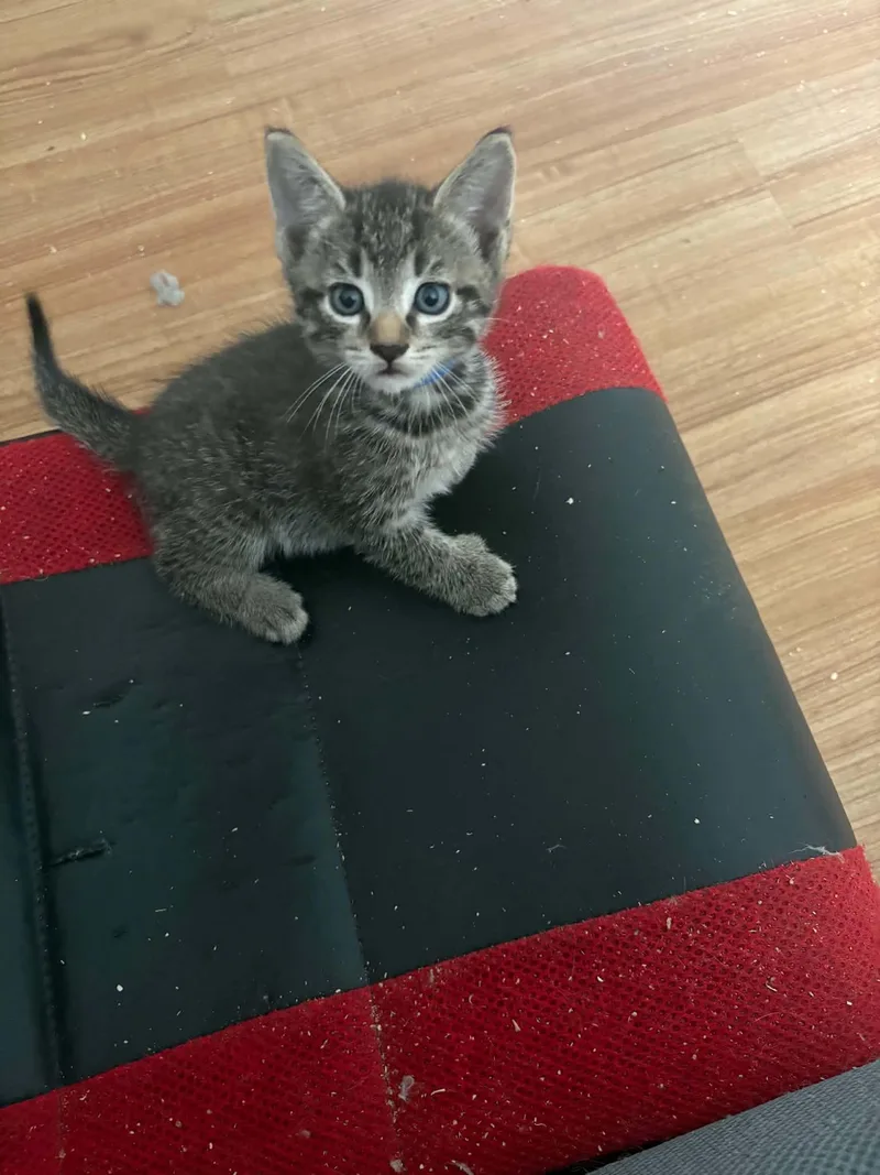 A baby medium-sized male Domestic Short Hair cat named Nevada for adoption in Westfield, MA