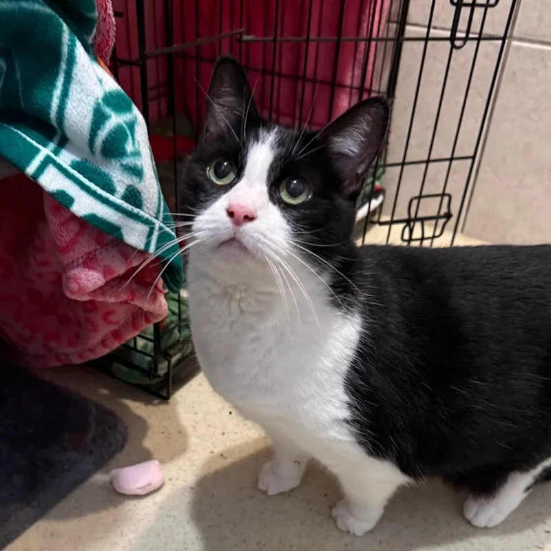 A young medium-sized female Black & White / Tuxedo Domestic Short Hair cat named Izzy for adoption in Fenton, MI
