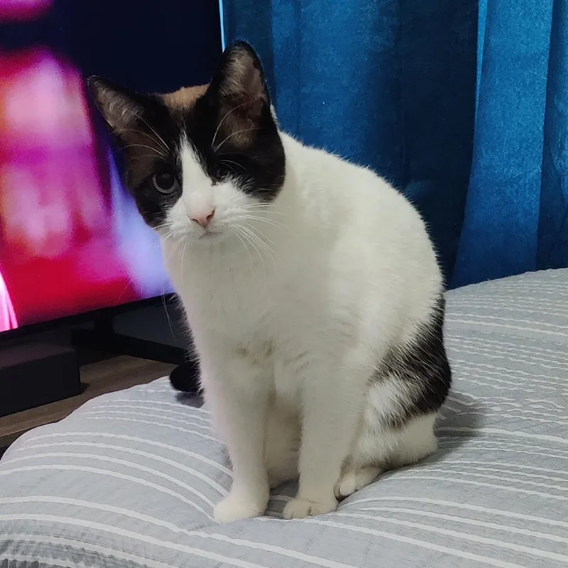 An adult medium-sized female White Siamese cat named Dip for adoption in Indianapolis, IN