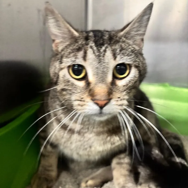 A young small-sized female Torbie Domestic Short Hair cat named Lily C for adoption in Napoleon, OH