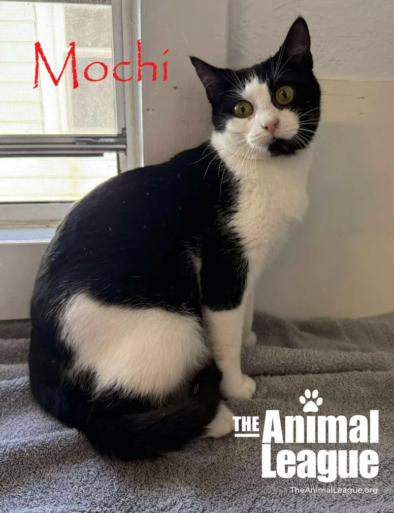 Mochi thumbnail 4